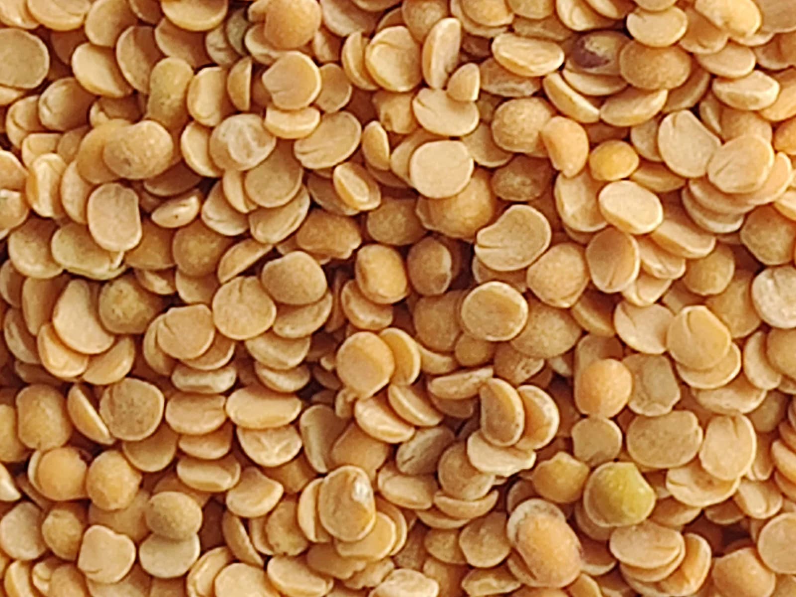 Premium Indian Chana Dal (Split Bengal Gram)